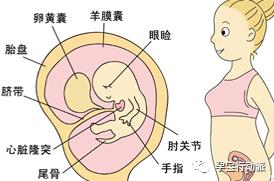 孕期周刊27周,孕期记录7周