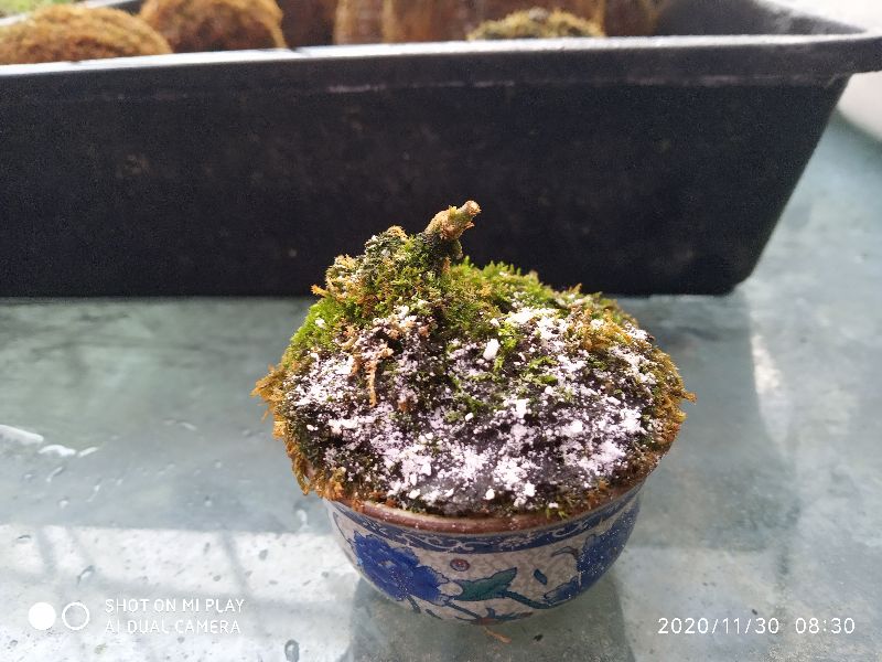 苔藓发黄发黑腐烂怎么样治,苔藓发黑怎么快速恢复正常