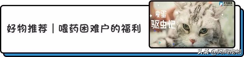 上班族怎么让猫白天活动夜晚休息,上班后怎么缓解猫的孤独