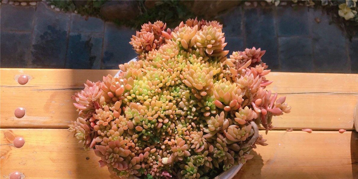 夏天怎么养多肉才能养好,夏天如何养多肉植物视频