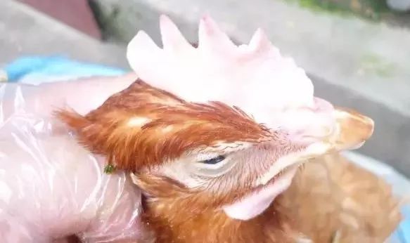 鸡球虫病引起鸡严重发病的阶段,大鸡球虫病