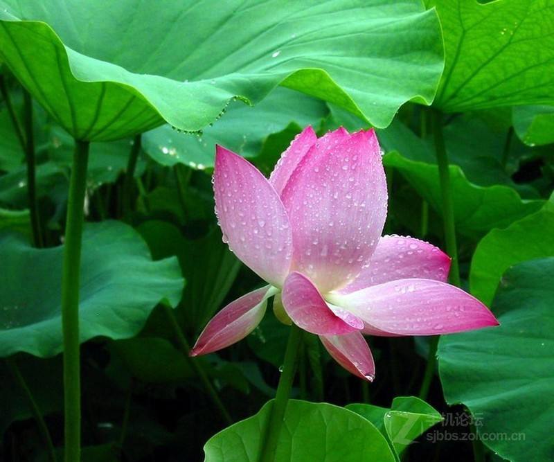 农村荷塘荷花也很美,新村荷花美如画助推乡村振兴