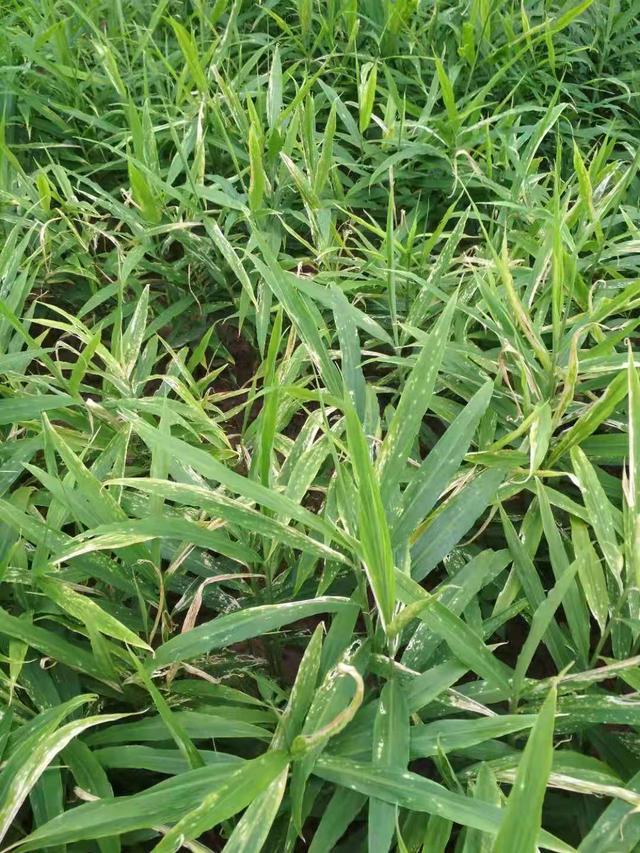 生姜斑点病危害大，全面了解斑点病的病症，能有效的保品质保丰收