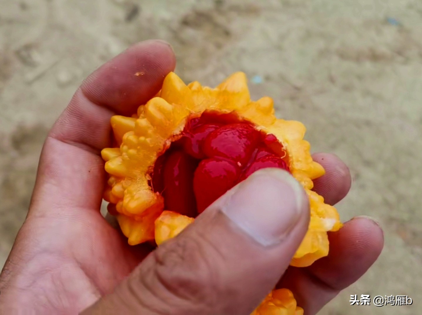 您认识这是什么，能叫出它的名字吗？