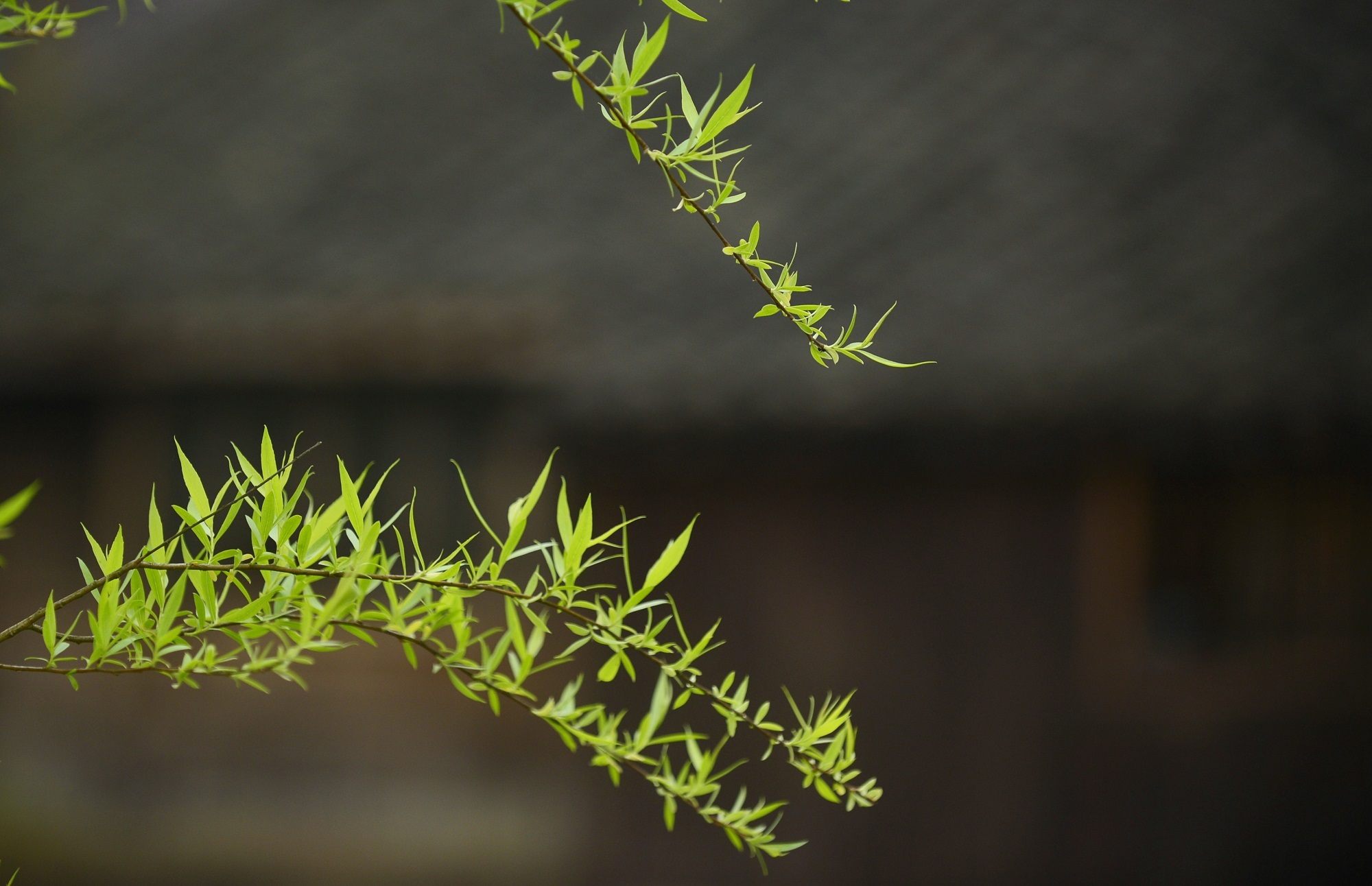 庆阳活化石叫啥,庆阳坝历史