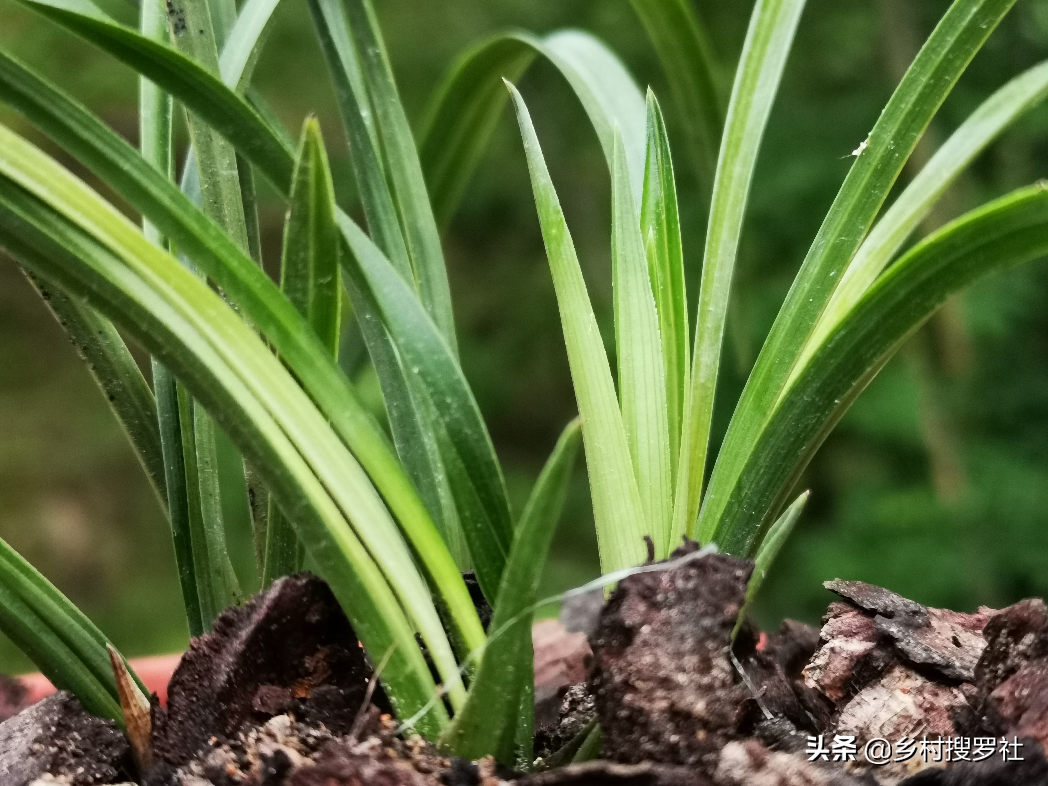 兰花叶片上的黑点是什么虫,兰花叶片有虫斑叶片会变黄吗