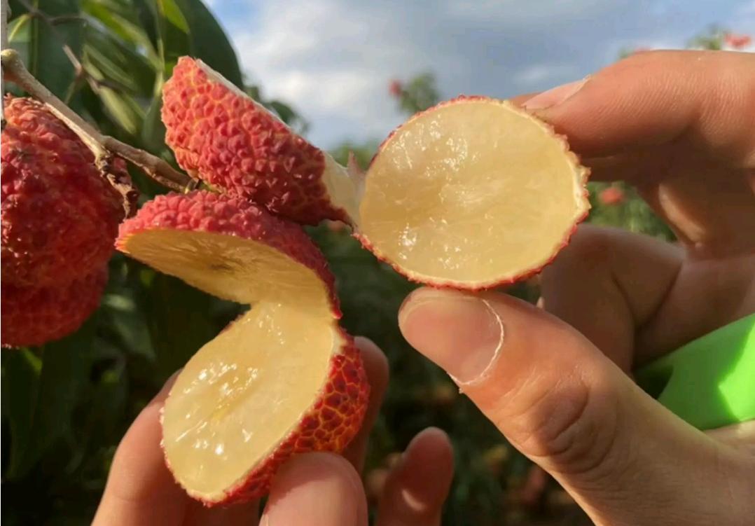 荔枝降价原因,没有核的荔枝多少钱一斤