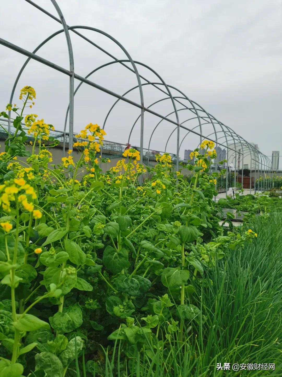 花都开好了现场完整版,花都开好了合唱合拍