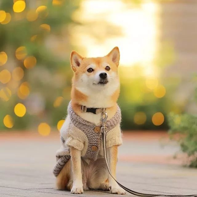 比人还会拍照的狗，简直萌炸朋友圈了