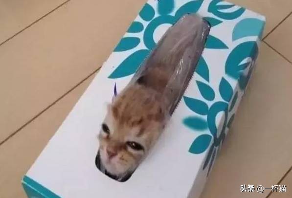 一根猫、一滩猫、一架猫，喵星人逆天姿势大全