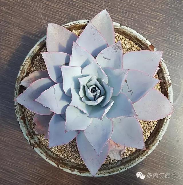 谈一谈多肉植物中的“三仙”，你了解吗