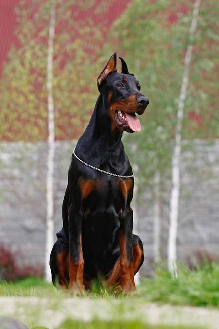拳师犬对比杜宾犬,杜宾犬和拳师犬哪个好