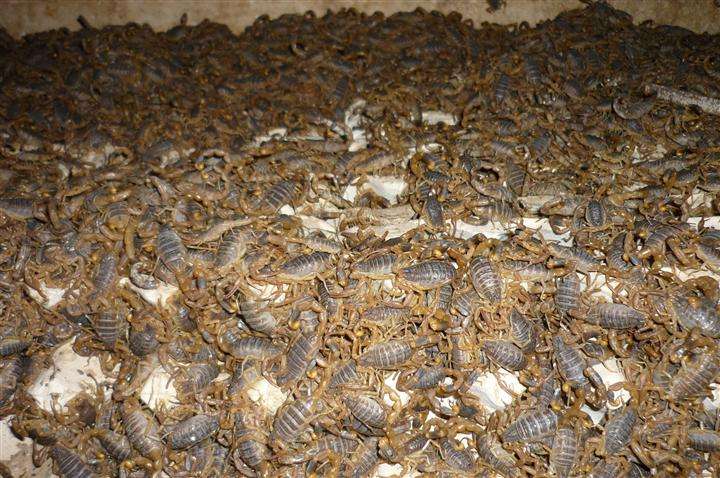 蝎子养殖技术室内幼蝎养殖,蝎子的养殖技术及市场前景