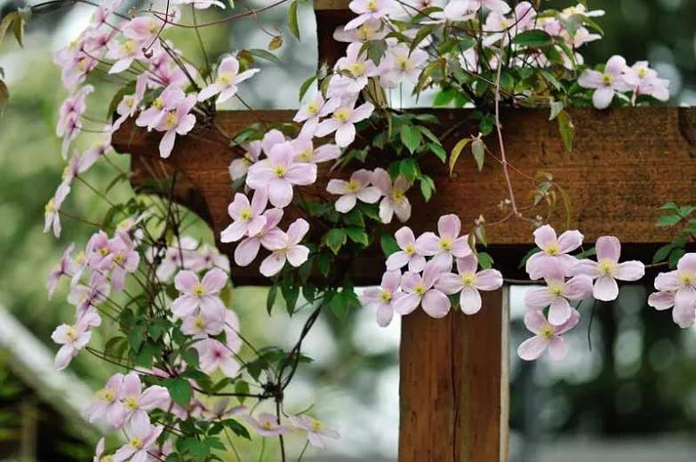 藤本植物皇后铁线莲,藤本皇后铁线莲品种