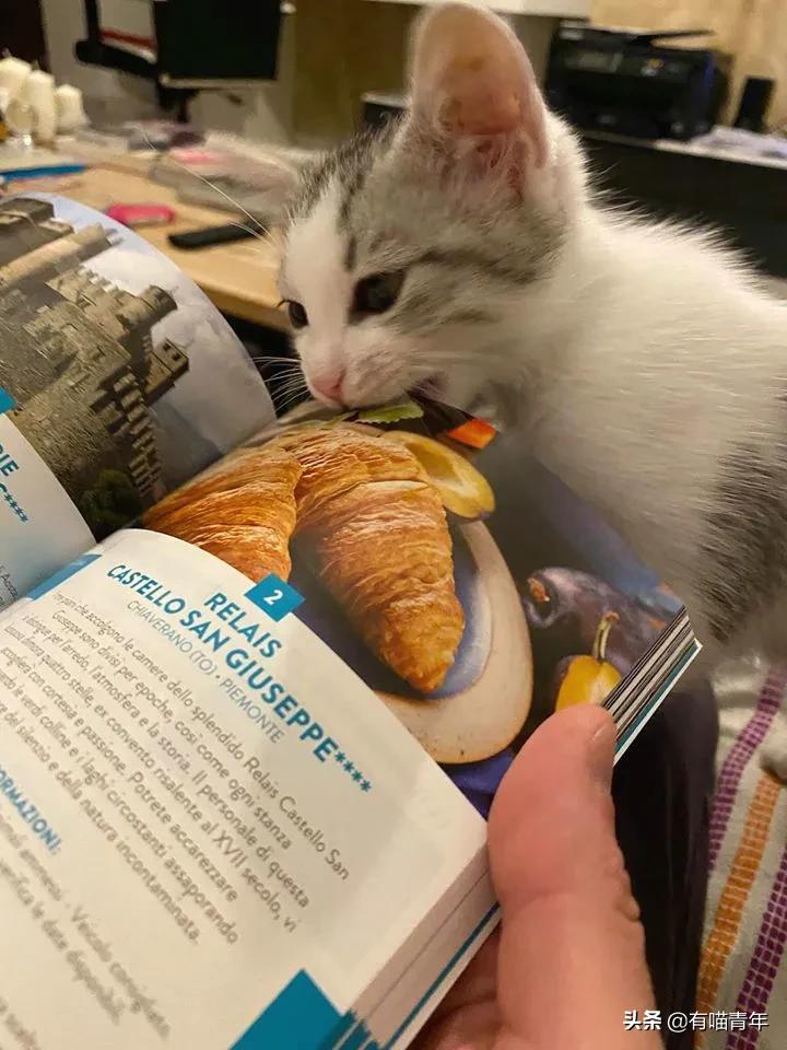 医生说我家猫很有性格,医生说我的猫有点傻