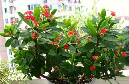 养虎刺方法,养刺梅的技巧