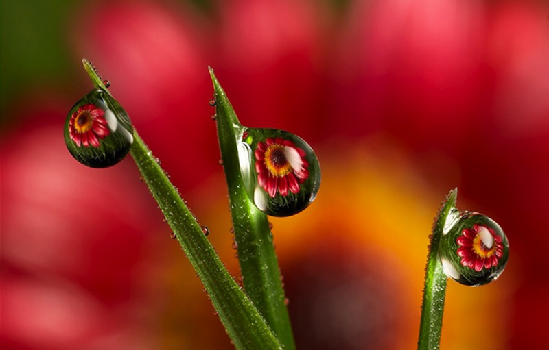 拍摄水滴花技巧,水珠花微距拍摄技巧