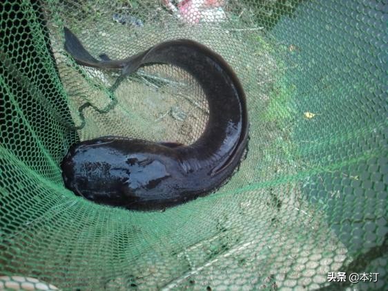 鏅編娓斿叿,鏅編楸艰偉