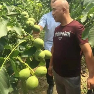 核桃苗要怎么种植,核桃苗的种植技术