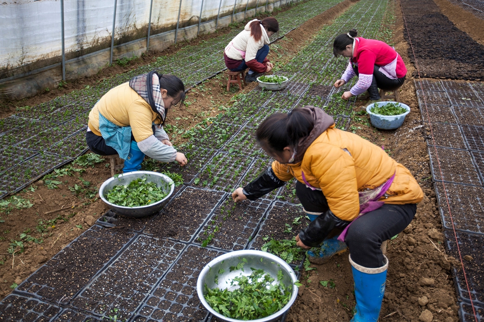 我，50岁，山东女人，老公生意失败欠款1000万，我种花帮他还债