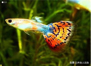 孔雀鱼怎么繁殖崽多,孔雀鱼幼崽怎么繁殖