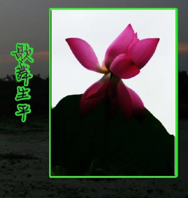 丑小鸭变白天鹅真实改编,丑小鸭摇身一变白天鹅