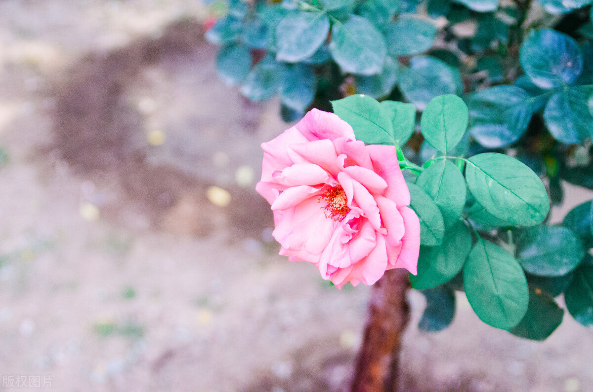 乾隆真的很爱富察皇后吗,乾隆有多爱富察皇后