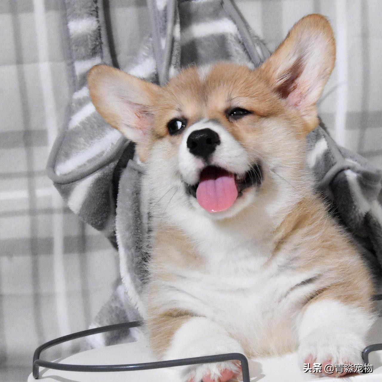 养宠知识狗狗发现呕吐怎么办,宠物狗疫苗过敏了怎么办