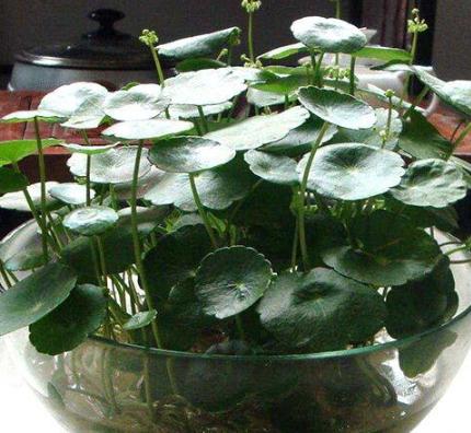 水养富贵竹如何防蚊产卵,富贵竹花盆里的小飞虫怎么办