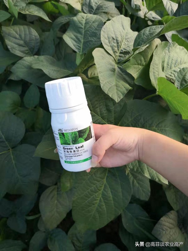 大豆叶子发黄什么原因？大豆黄叶病怎么治？贝多丰叶面肥使用效果