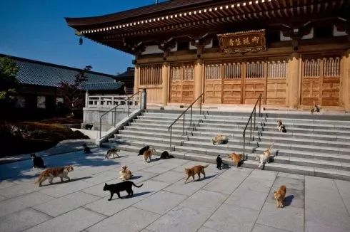 日本猫岛撸猫必备短片,日本东京免费撸猫的地方