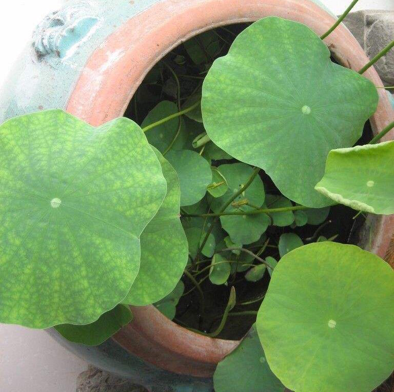 荷花怎样养才能开花,怎么养荷花可以一年四季都开花呢