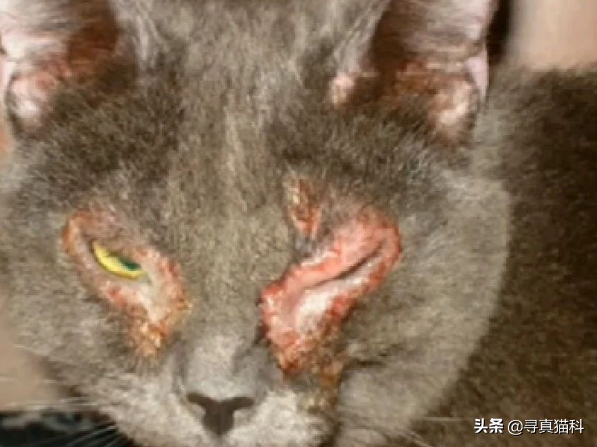 猫只流脓鼻涕打喷嚏也是疱疹吗,猫得了疱疹病毒只打喷嚏和流鼻涕