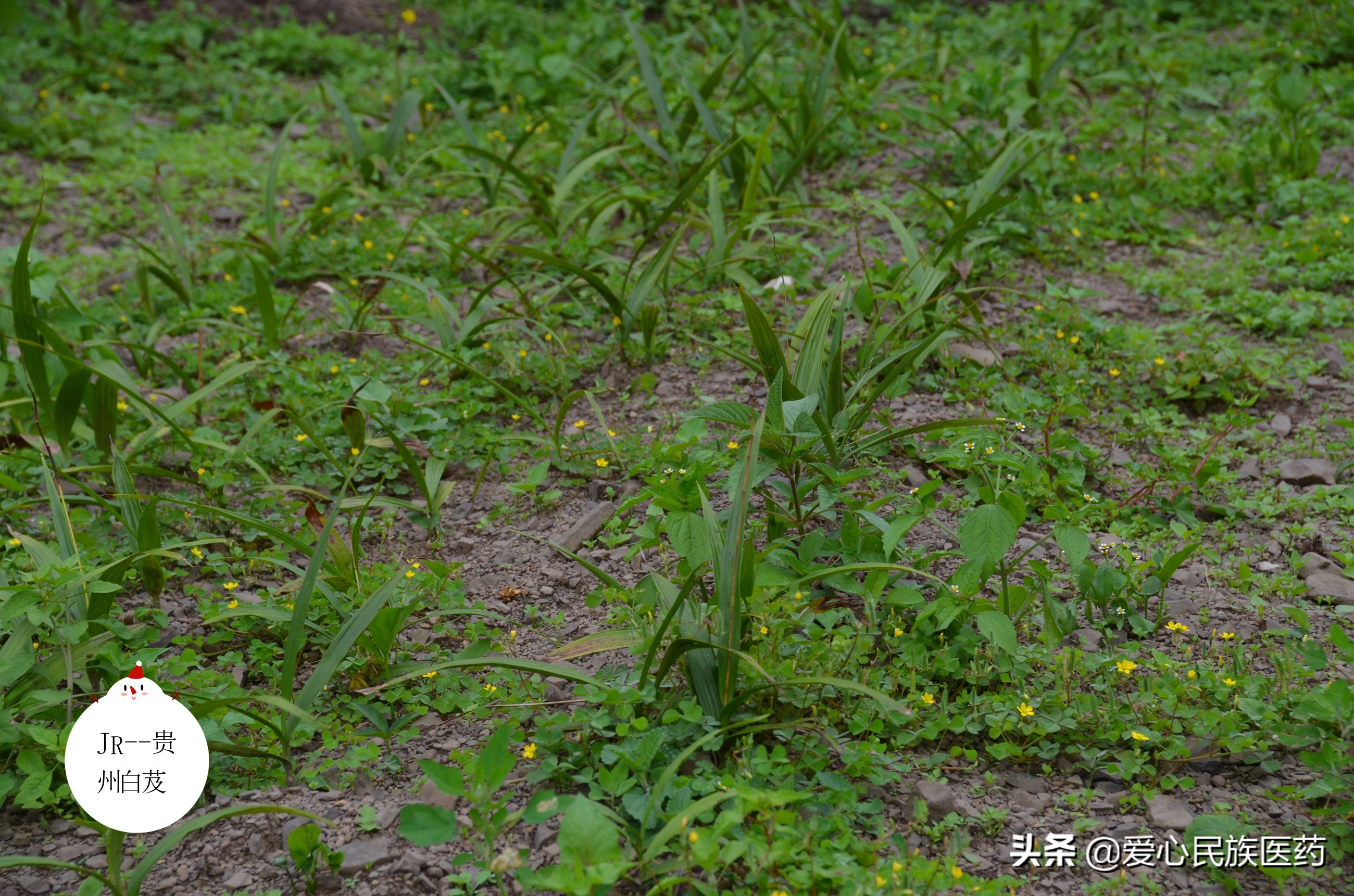 白芨是一味古老的中药,中药白芨的美容作用与功效图片