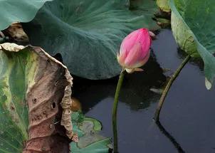 残荷虽败风骨犹存文案,残荷虽败能听雨