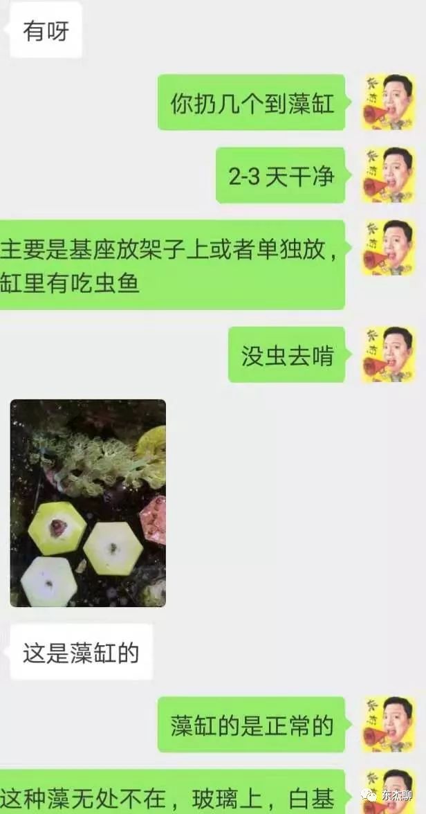 海水鱼缸里有很多虫,海水鱼缸为什么有绿藻