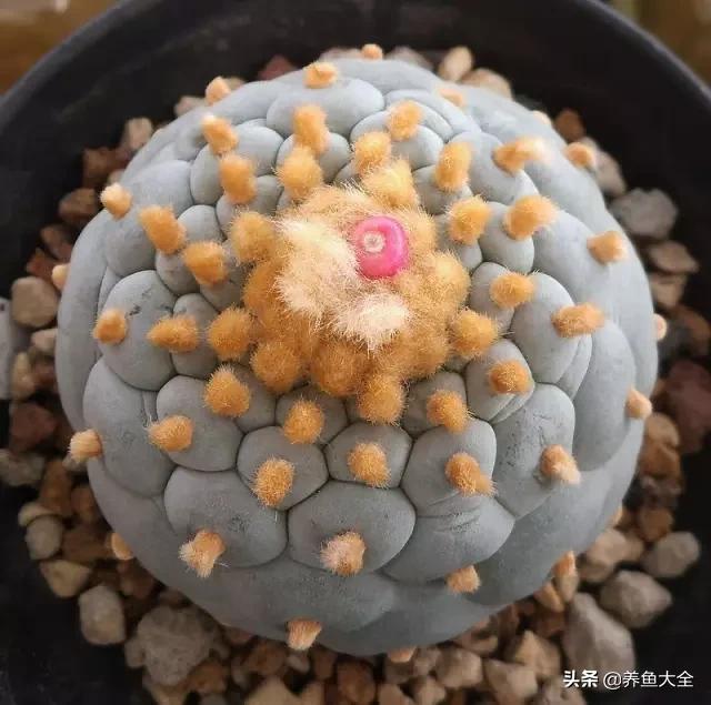 世界名贵花图片大全集,世界上最漂亮名贵的花卉