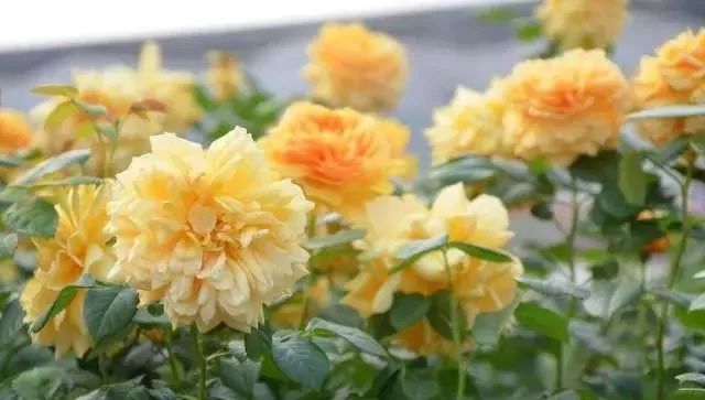 一万年一次的2020520；一起认识100种玫瑰~别送错啊