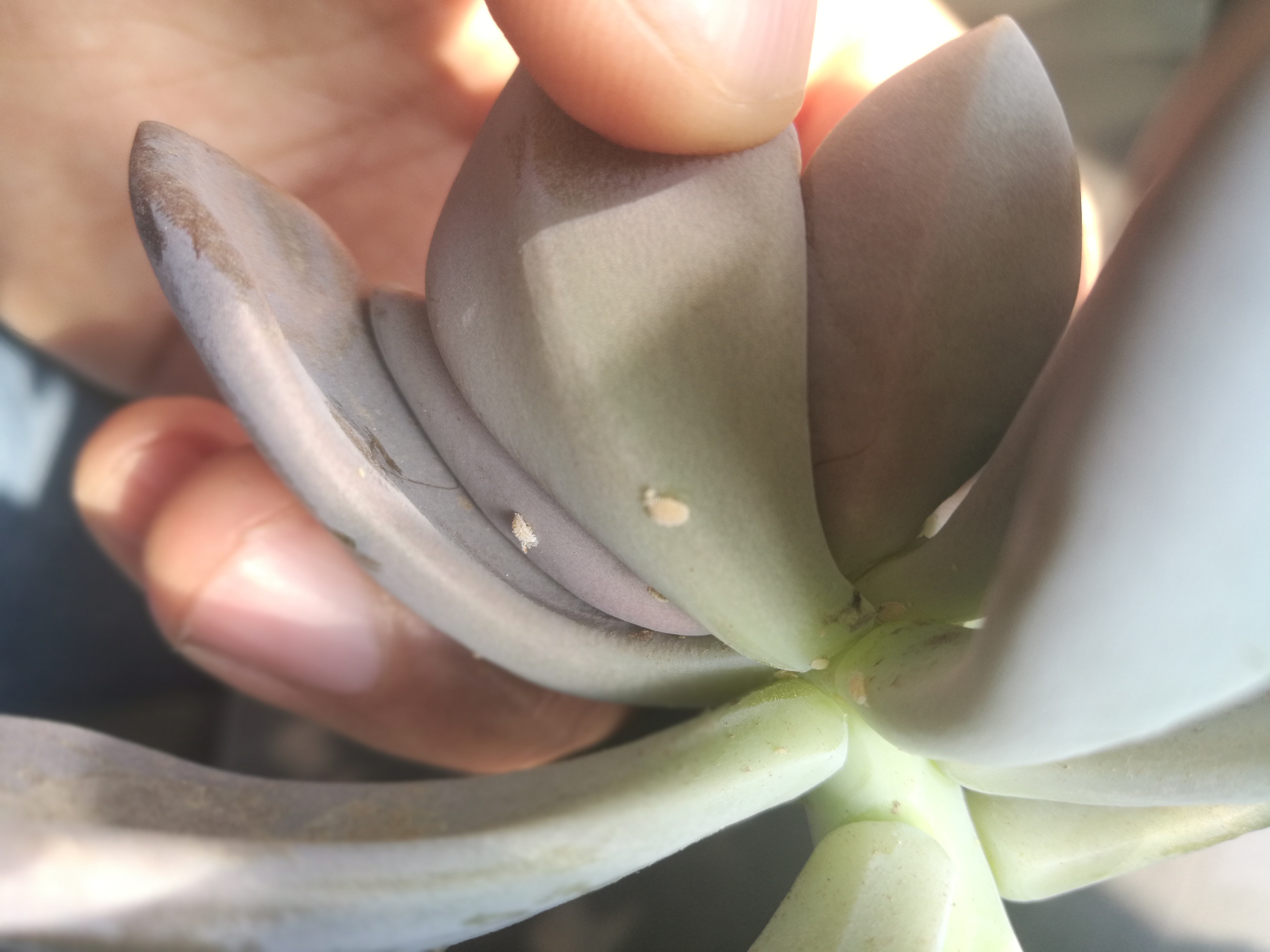 果园蚧壳虫泛滥成灾了怎么办,冬季蚧壳虫怎样彻底消灭