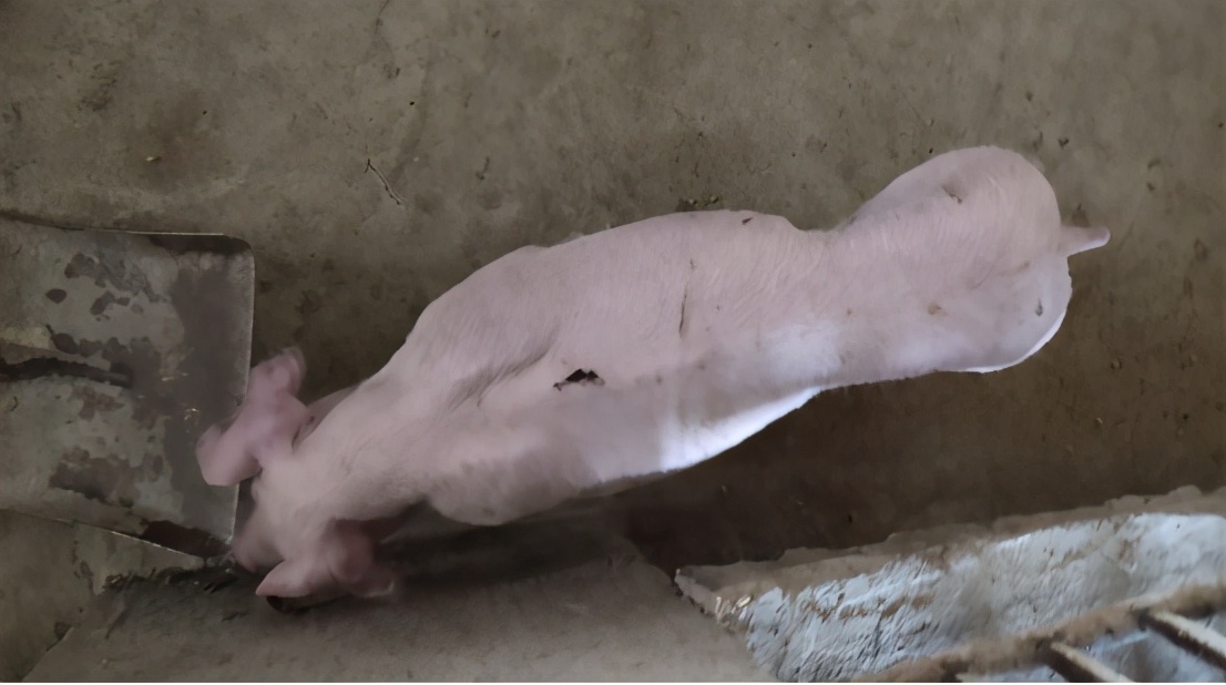 刚出生的小猪肚脐掉出肠子,小猪脐疝漏肠最简单的办法