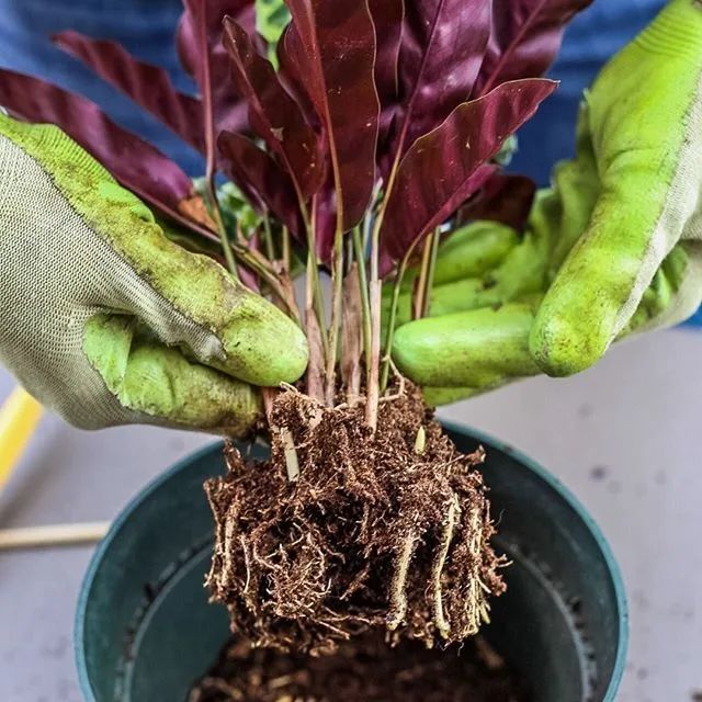 家里养的茶花老掉叶子怎么回事,茶花黄叶月季花黄叶