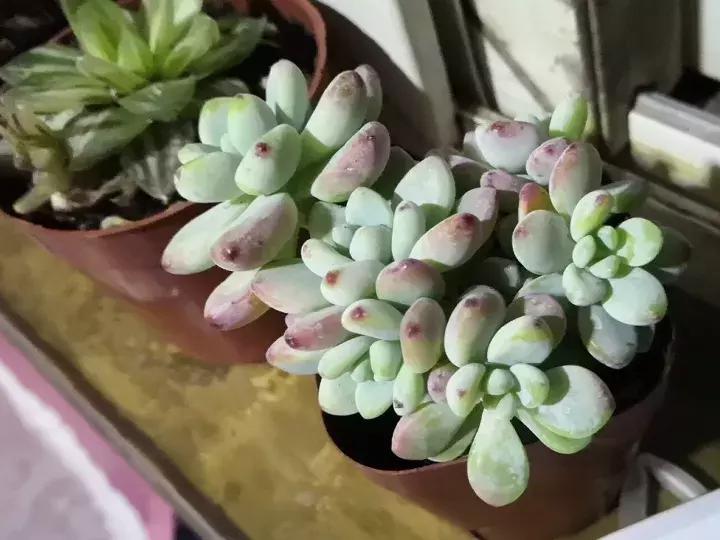 多肉长出小尾巴求救信号,多肉有什么求救信号