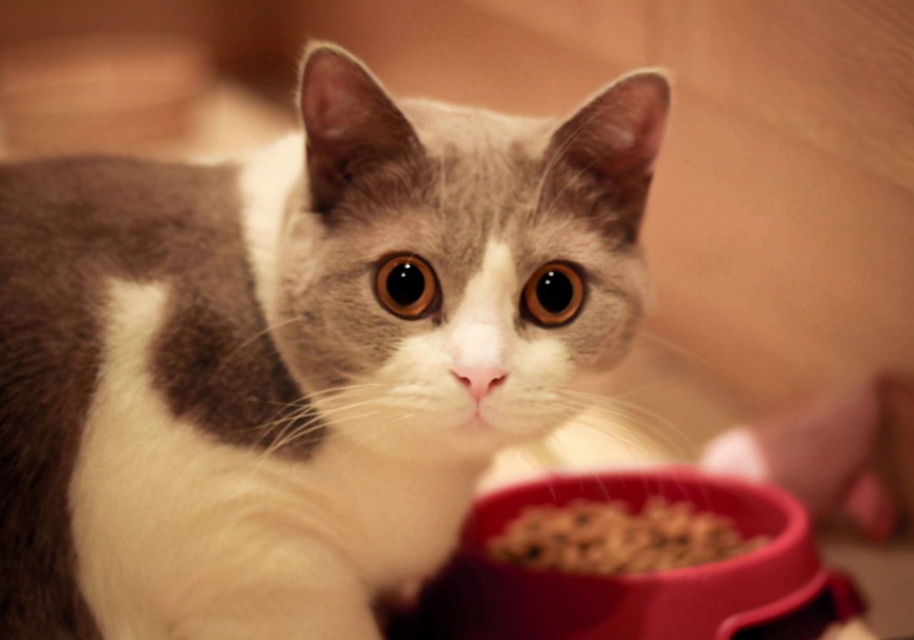 猫咪呕吐的常见原因及处理方法,猫咪常见的呕吐原因和对应方法