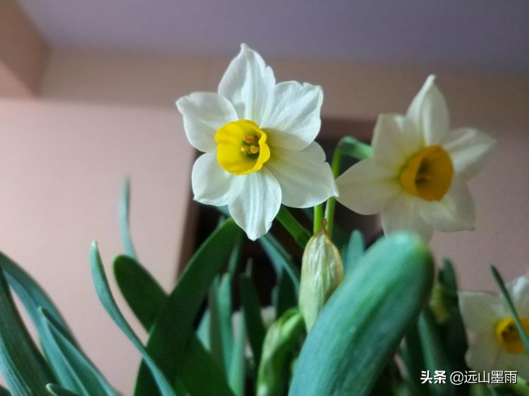 2020新年到、昆明暖冬迎春来，又是一年水仙花开、淡香飘逸的季节