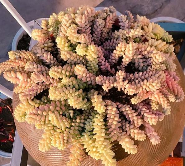 新玉缀怎么养能爆盆,玉缀叶子繁殖叶片必须朝上吗