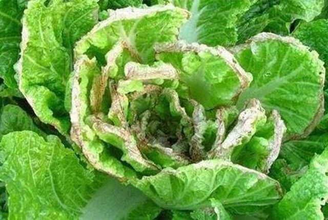 大白菜干烧心喷什么药最好,大白菜干烧心最有效的防治方法