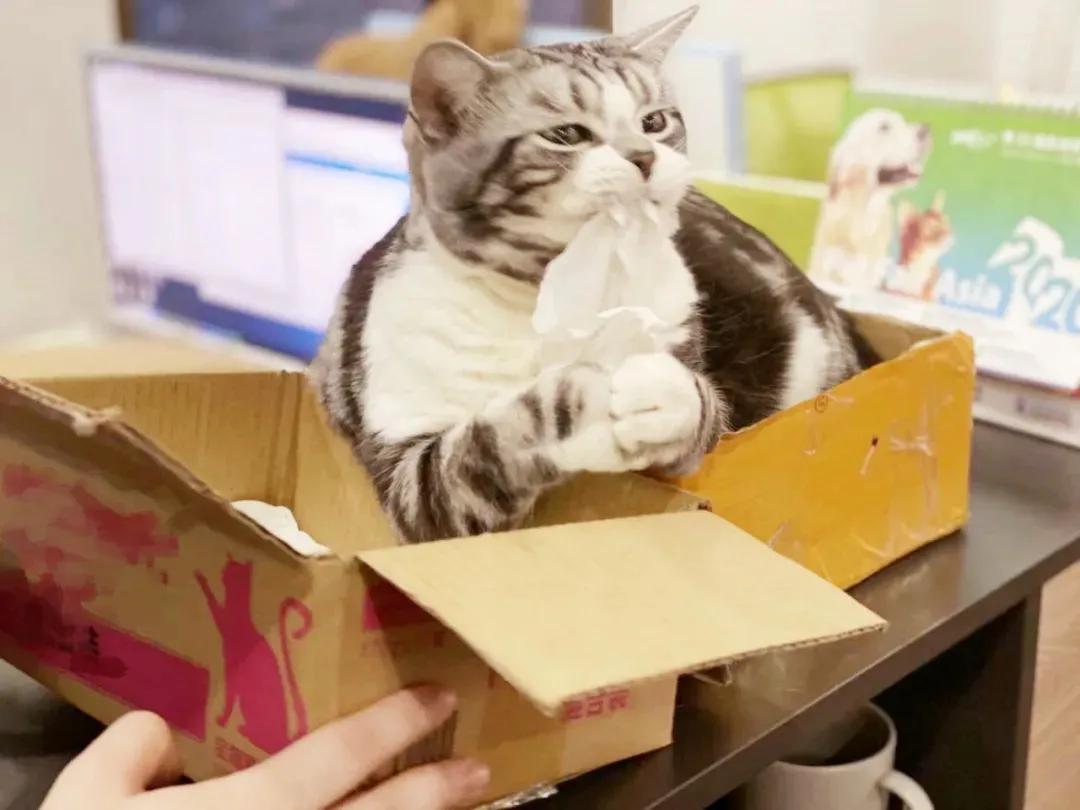 猫咪生吞维生素,猫咪生吞猫粮呕吐