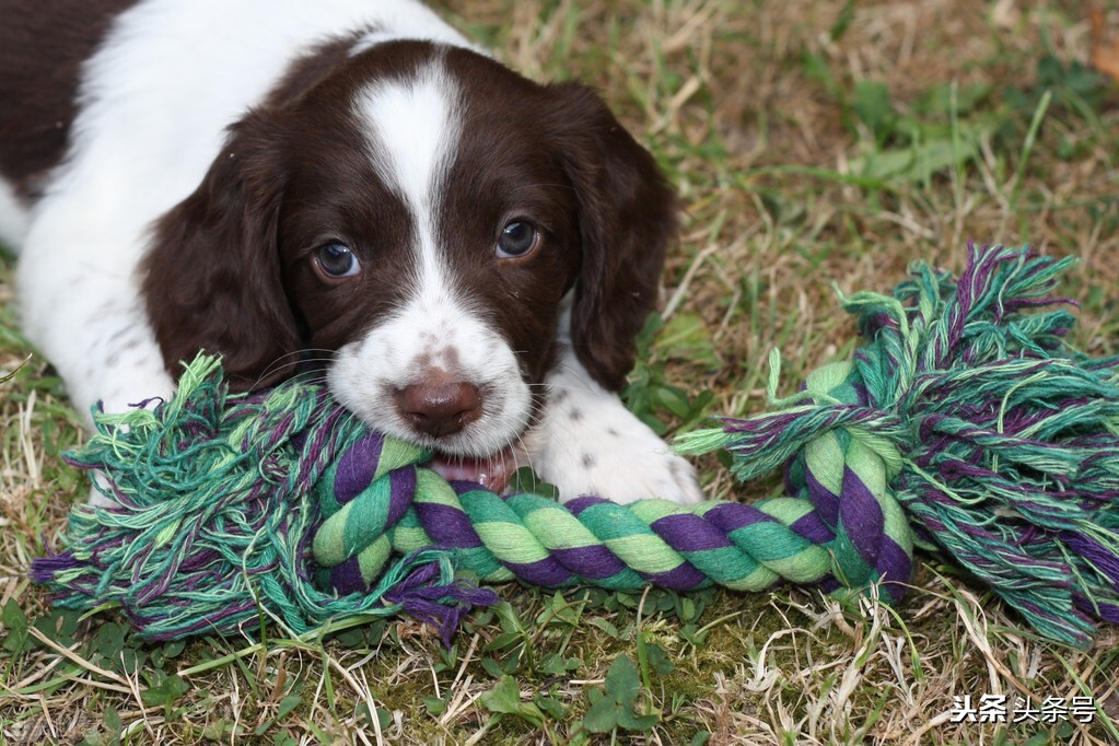 狗狗怎么挑选才是最好的,怎么挑选健康的狗狗幼崽