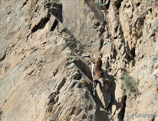 岩羊攀岩过程,42只岩羊攀爬
