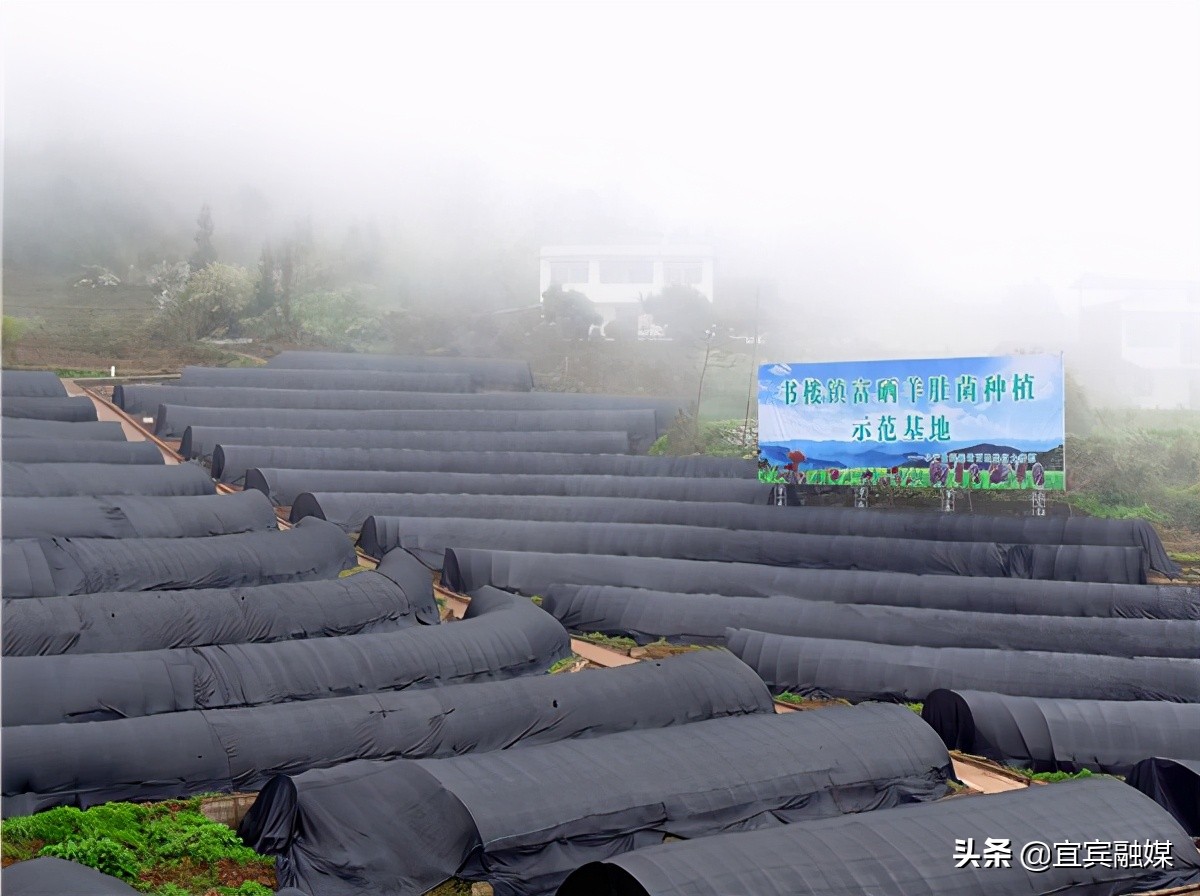 四川屏山：富硒土壤上撑起“致富伞”，食用菌奏响“振兴曲”